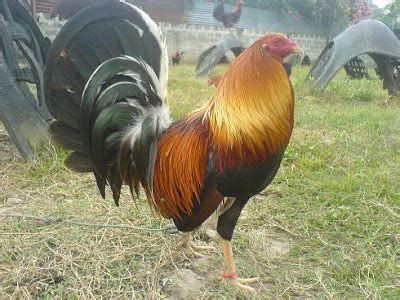 gamefowl feeding tips|Tips and Tricks Breeding Game fowl for Success.